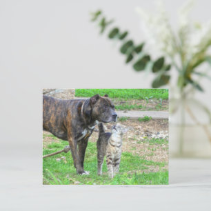 Pit Bull und Cat Postkarte