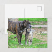Pit Bull und Cat Postkarte (Vorne/Hinten)