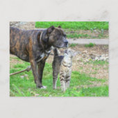 Pit Bull und Cat Postkarte (Vorderseite)