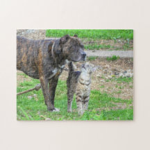 Pit Bull und Cat