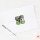 Pit Bull und Cat Quadratischer Aufkleber (Umschlag)