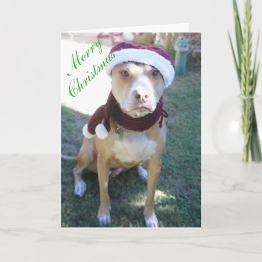 Pit Bull Weihnachtskarte Feiertagskarte (Vorderseite)