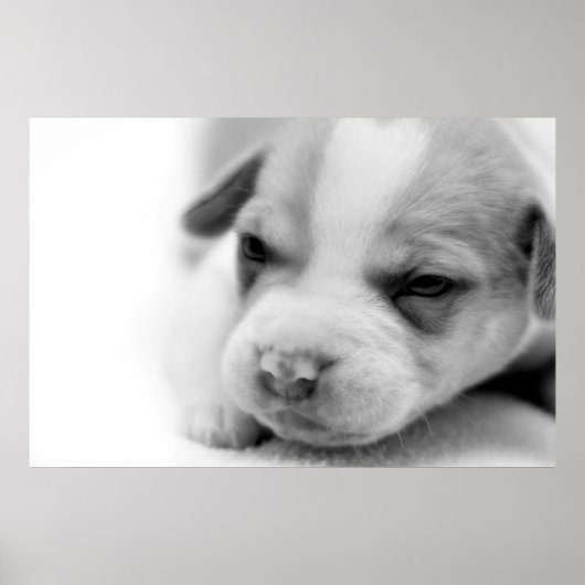 Pit Puppy Poster (Vorne)