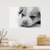 Pit Puppy Poster (Küche)