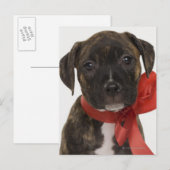 Pitbuler Welpe mit rotem Band Postkarte (Vorne/Hinten)
