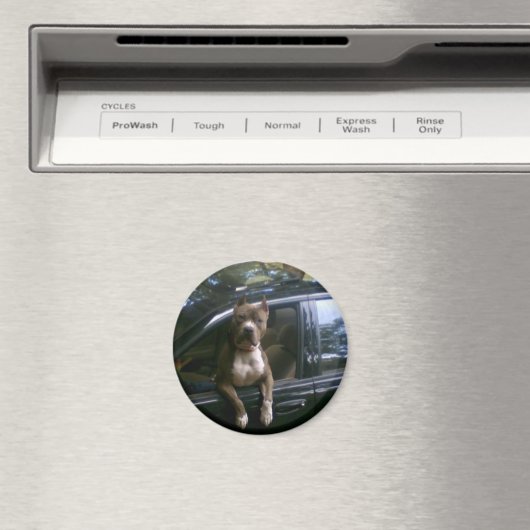 Pitbulhund im Automagnet Magnet (In Situ (Geschirrspüler))