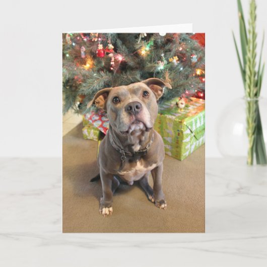 Pitbuli Lieben Weihnachtskarte Feiertagskarte (Vorderseite)