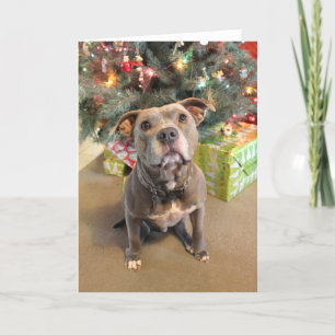 Pitbuli Lieben Weihnachtskarte Feiertagskarte