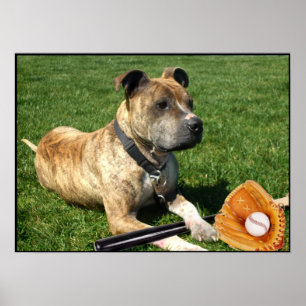 Pitbuli mit Baseballplakat Poster