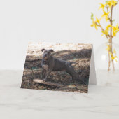 Pitbuli mit Skateboard Geburtstagskarte Karte (Gelbe Blume)