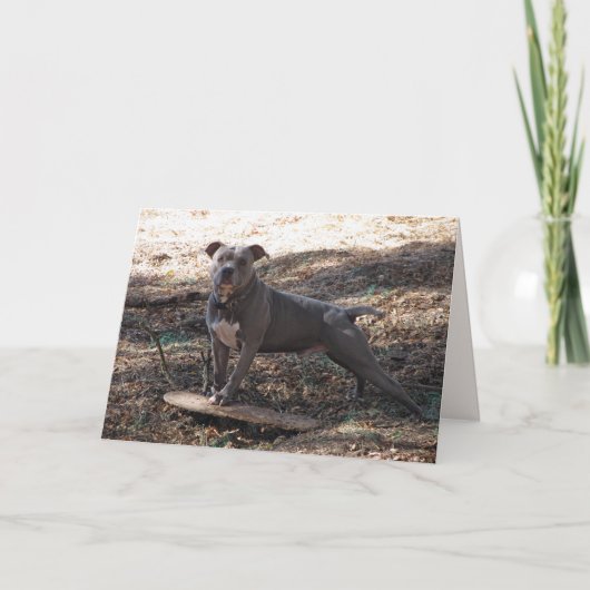 Pitbuli mit Skateboard Geburtstagskarte Karte (Vorderseite)