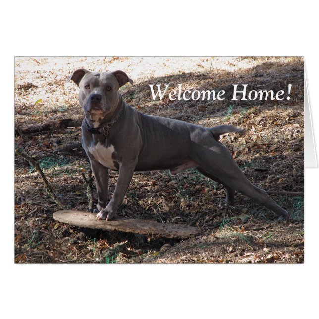 Pitbuli mit Skateboard Willkommenskarte Zuhause (Vorderseite (Horizontal))