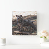 Pitbuli mit Skateboardwand-Uhr Quadratische Wanduhr (Zuhause)