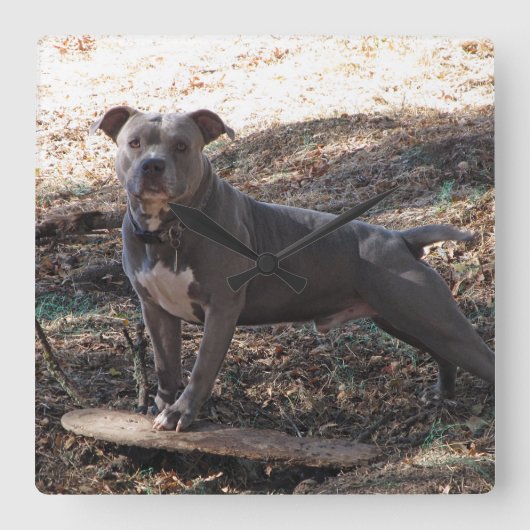 Pitbuli mit Skateboardwand-Uhr Quadratische Wanduhr (Vorderseite)