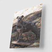 Pitbuli mit Skateboardwand-Uhr Quadratische Wanduhr (Winkel)
