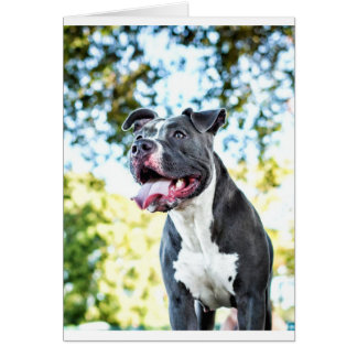 Pitbull