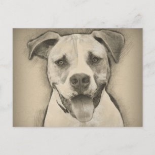Pitbull - American Bulldog Pencil Sketch-Portrait Postkarte
