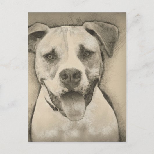 Pitbull - American Bulldog Pencil Sketch-Portrait Postkarte (Vorderseite)