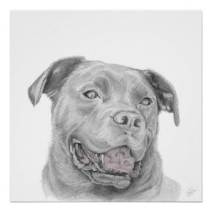 Pitbull Art Zeichnend American Staffordshire Terri Poster