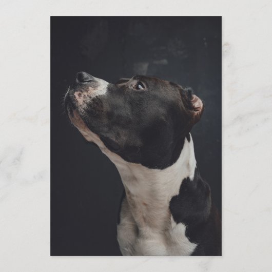 Pitbull Bar Menükarte (Rückseite)