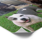 PITBULL BREED COLLAGE POSTER (Ecke)