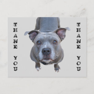 Pitbull Danke, Postcard Postkarte