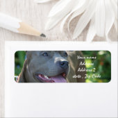 Pitbull Dog (Insitu)