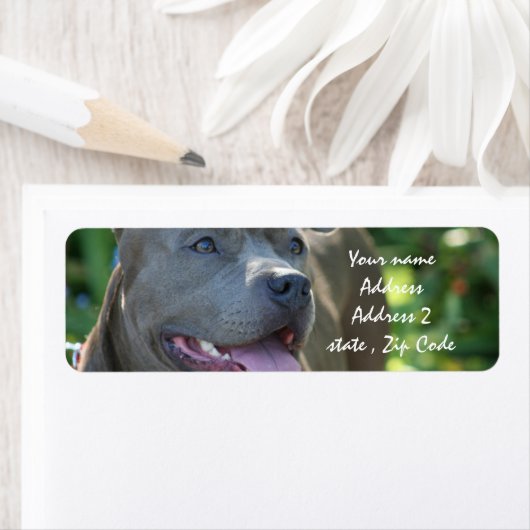 Pitbull Dog (Insitu)