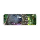 Pitbull Dog (Vorne)