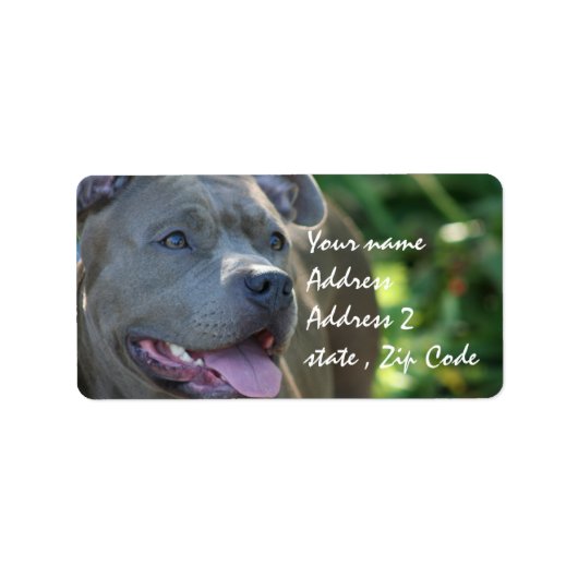 Pitbull Dog Adressaufkleber (Vorne)
