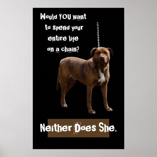 Pitbull Dog an der Kette Poster (Vorne)