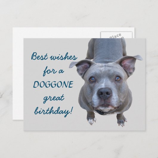 Pitbull Doggone Great Birthday Postcard Postkarte (Vorne/Hinten)