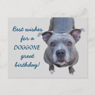 Pitbull Doggone Great Birthday Postcard Postkarte