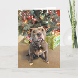 Pitbull Extra Cookie Weihnachtskarte Feiertagskarte