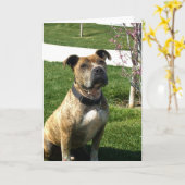 Pitbull Grußkarte Karte (Gelbe Blume)