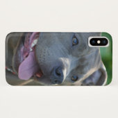 Pitbull Hund iPhone x Gehäuse Case-Mate iPhone Hülle (Rückseite (Horizontal))