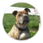 Pitbull Hund Keramikknauf (Vorderseite)
