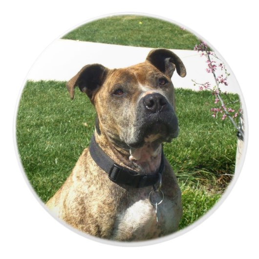Pitbull Hund Keramikknauf (Vorderseite)