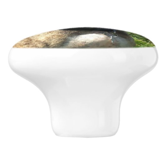 Pitbull Hund Keramikknauf (Seitenansicht)