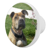 Pitbull Hund Keramikknauf (Rechts)