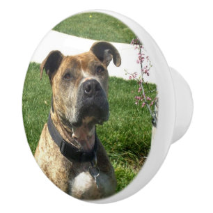 Pitbull Hund Keramikknauf
