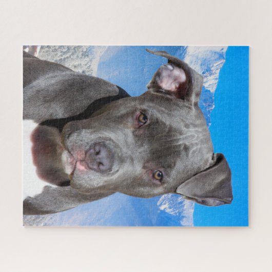 Pitbull Hund. Puzzle (Horizontal)