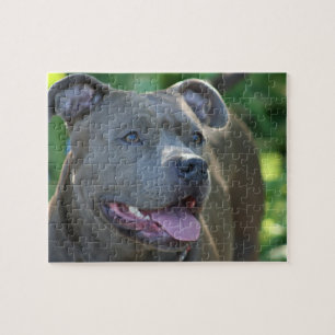 Pitbull Hund Puzzle