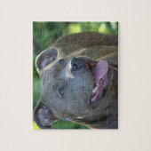 Pitbull Hund Puzzle (Vertikal)