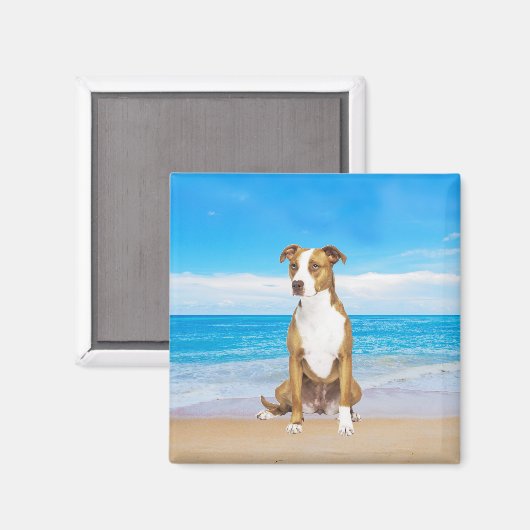 Pitbull Hund sitzend am Strand Magnet (Vorderseite/Rückseite)