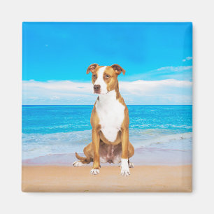 Pitbull Hund sitzend am Strand Magnet