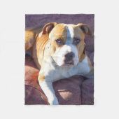 Pitbull HundeFleecedecke Fleecedecke (Vorderseite)
