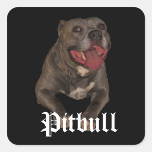 Pitbull-Hundekleber Quadratischer Aufkleber