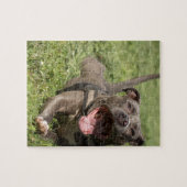 Pitbull im Gras Puzzle (Horizontal)