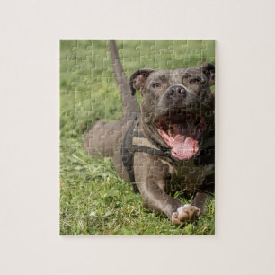 Pitbull im Gras Puzzle